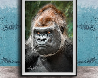 Jungle Gorilla Wall Art - Bwindi Forest Silverback Print