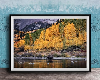 Maroon Bells Wall Art: Autumn Sunrise with Bull Moose in Colorado