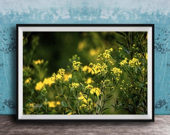 Cades Cove Wildflower Print, Yellow Flowers in Field (Rustic Wall Decor)