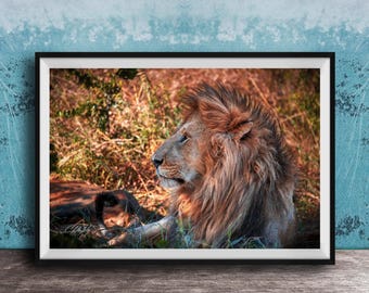 Maasai Mara Lion Print: Golden Mane, African Safari Wall Art