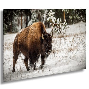 A large brown bison with shaggy fur walks through a snowy field, surrounded by snow-covered trees.