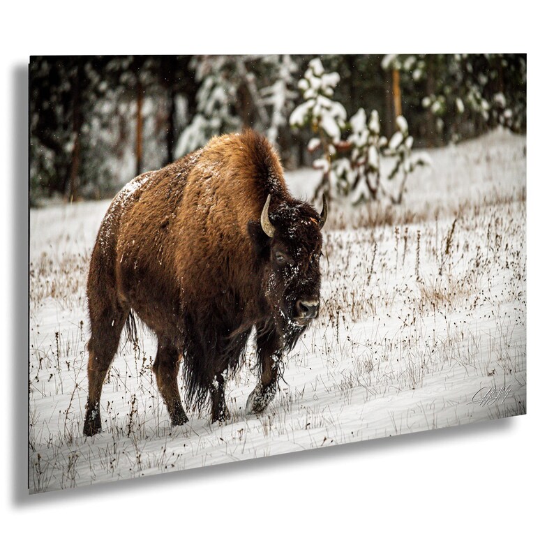 A large brown bison with shaggy fur walks through a snowy field, surrounded by snow-covered trees.