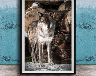 Gray Wolf Wall Art - Wildlife Photography on Canvas
