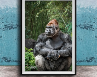 Silverback Gorilla Wall Art: Uganda Jungle Wildlife Print