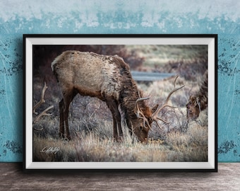 Bull Elk Poster: Rocky Mountain Silhouette with Rustic Antlers