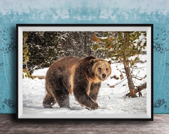 Grand Teton Bear Print: Winter Wildlife Scene (Made to Order)