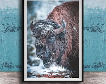 Rustic Buffalo Canvas Print - Winter Wildlife Scene