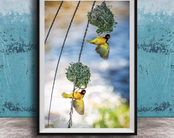 Black-headed Weaver Bird Wall Art: African Wildlife Photo, Yellow Nest