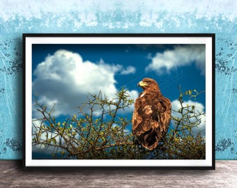 Tawny Eagle Wildlife Print - African Nature Photography