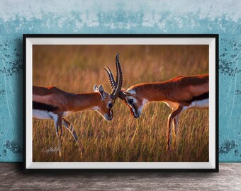 Kenya Wildlife Watercolor, Thomson Gazelle Fight (Boho Nursery Art)