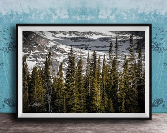 Rocky Mountain Landscape Print - Evergreen Spruce Forest Scene