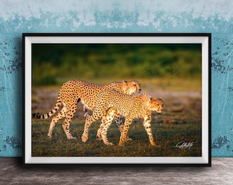 Cheetah Art Print: African Safari Wildlife (Multiple Sizes Available)