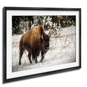 A large brown bison stands in a snowy field, surrounded by snow-covered trees.