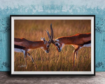 Thomson Gazelle Watercolor Print, Golden Hour Africa