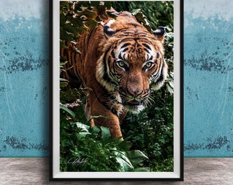 Sumatran Tiger Wall Art - Orange Stripes, Tropical Decor
