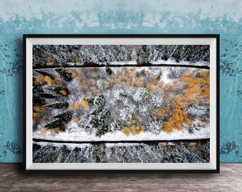 Aspen Trees Print: Fall Forest Scene (Rustic Mountain Wall Decor)