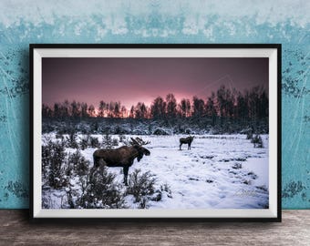 Bull Moose Wall Art - Fairbanks Alaska Sunrise Landscape