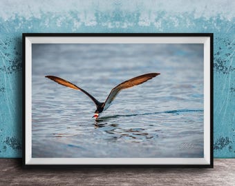 Seagull Coastal Wall Art, Sunrise Beach Scene (Florida Wildlife)