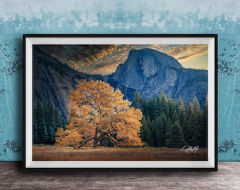 Ansel Adams "Lonely Oak" in Autumn Yosemite Fine Art Historic Photo Print