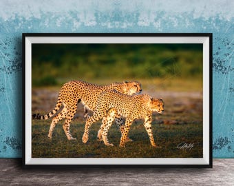 Cheetah Art Print: African Safari Wildlife (Multiple Sizes Available)