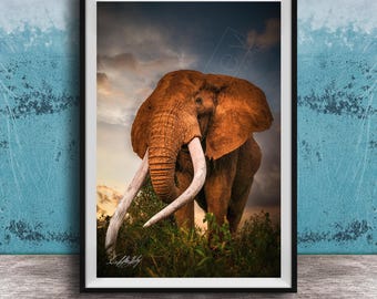 Safari Wall Art Elephant, Big Tusker Craig (Kenyan Sunset, Large Canvas)
