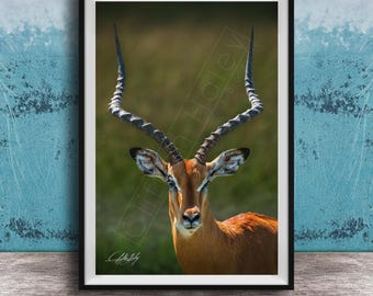Impala Wall Art: Majestic African Antelope - Wildlife Photography