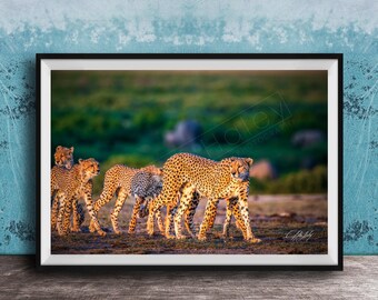 Safari Cheetah Wall Art, Bold Black-and-White (Apartment Decor)