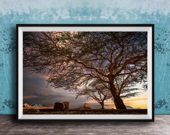 Acacia Tree Photography - Dead Sea Sunset, Artist Print