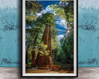 Muir Woods Redwood Print, Towering Trees, Forest Glow (Wall Decor)