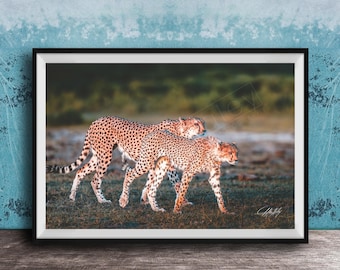 Cheetah Art Print: African Safari Wildlife (Multiple Sizes Available)