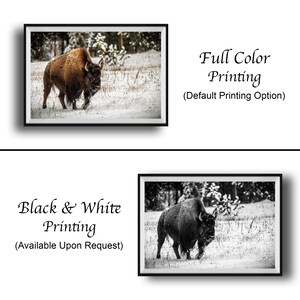 The image is a collage of two framed photographs. The top photograph is a black and white image of a bison in a snowy field, while the bottom photograph is a full color image of the same bison in a snowy field. The text below the images indicates that the full color printing is the default option, and the black and white version is available upon request.