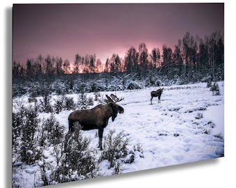 Bull Moose Wall Art - Fairbanks Alaska Sunrise Landscape