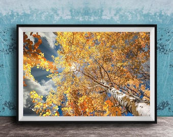 Aspen Trees Print: Rocky Mountain Fall Scene (Paper or Metal Options)