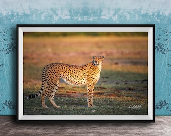 Cheetah Art Print: African Safari Wildlife (Multiple Sizes Available)