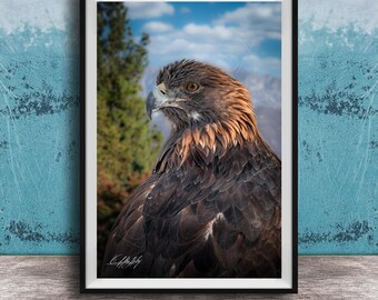 Red-Tail Hawk Photo, Soaring Bird of Prey (Wildlife Wall Decor)