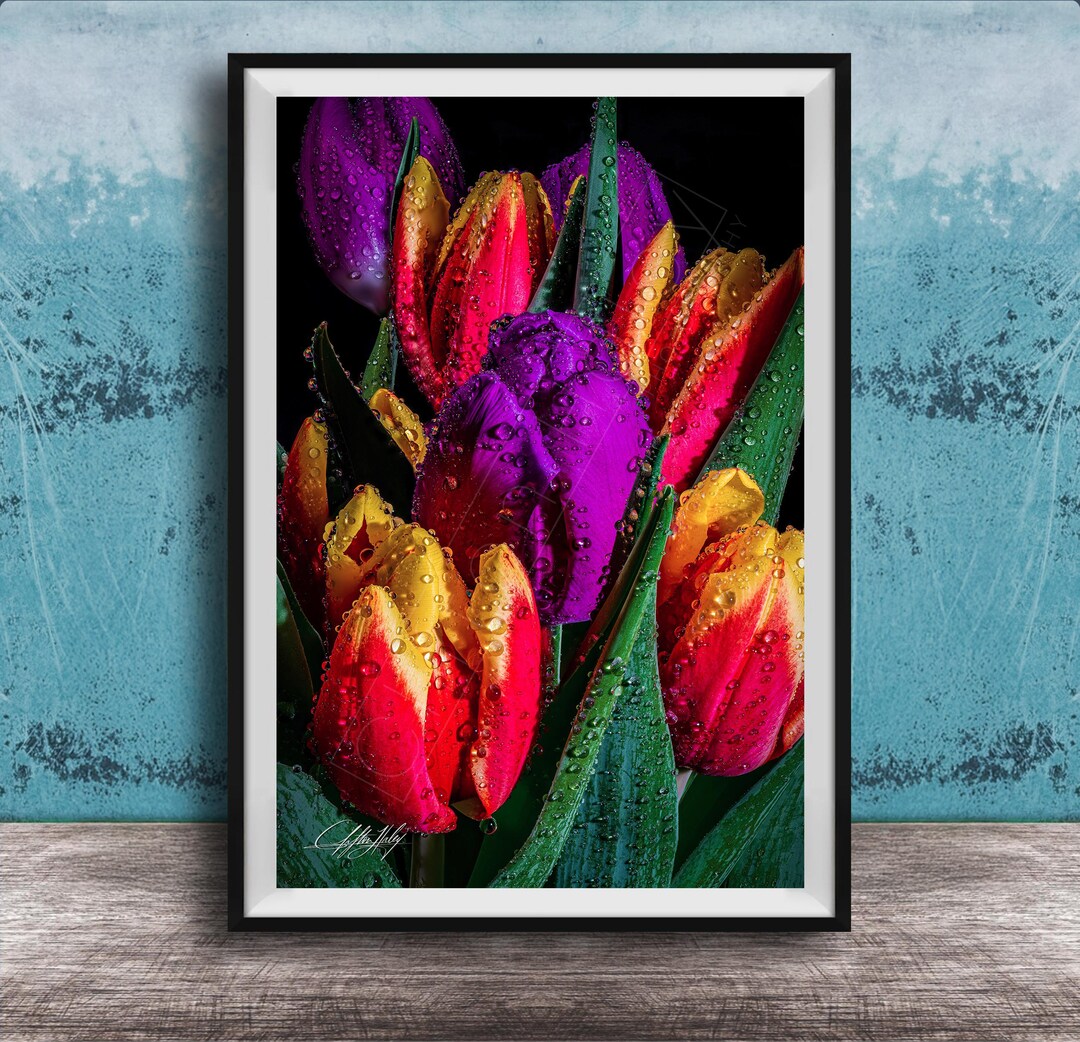 Tulip Wall Art Print: Bright Floral Bouquet - Dew Detail on Black - Etsy