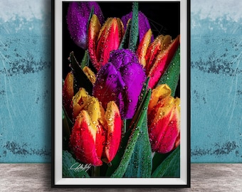 Tulip Wall Art Print: Colorful Bouquet - Dew Detail on Black