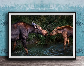 Moose Mother and Calf Photo Print - Tender Moment in Morning Light