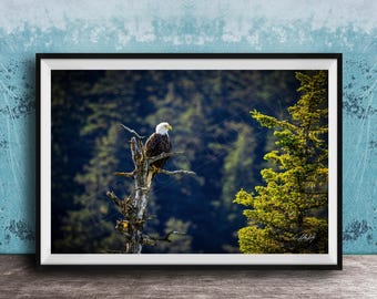 Alaska Bald Eagle, Sitka Sky Scene Wildlife Art | Majestic Bird Photo | Nature Print