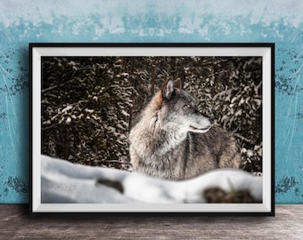 Gray Wolf Art Print - Yellowstone Wildlife with Mountain Scenery
