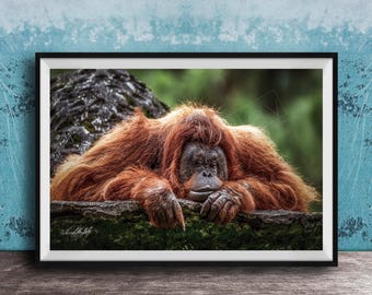 Orangutan Wildlife Print, Colorful Jungle Portrait (Framed or Canvas)