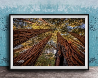 Redwood Wall Art: Muir Woods Forest Scene - Warm Golden Glow