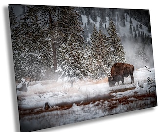 Bison Wall Art: Yellowstone National Park Scene (Canvas Print)