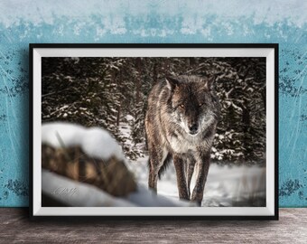 Wolf Wall Art: Yellowstone Nature Photo (Rustic Cabin Decor)