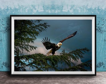 Bald Eagle Canvas Print: Alaska Frontier Wildlife