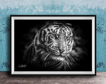 Tiger Wall Art: Sumatran Jungle Scene - Orange Striped Animal