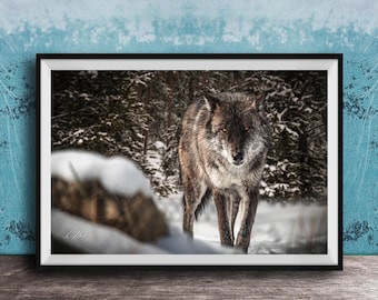 Wolf Wall Art: Yellowstone Nature Photo (Rustic Cabin Decor)