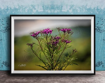 Wildflower Photography Print: Cades Cove Floral Scene - Nature Wall Decor