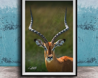 Impala Wall Art: Majestic African Antelope - Wildlife Photography