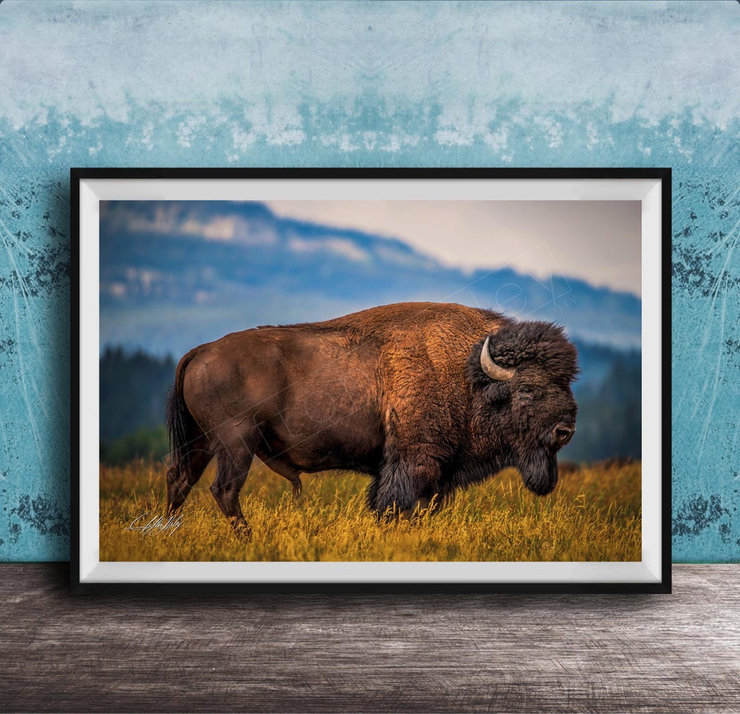 Western Bison Canvas Print - Rustic Buffalo Scene Wall Decor - Etsy